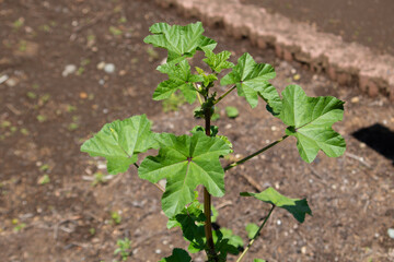 フユアオイ 学名：Malva verticillata　生薬名：トウキシ（冬葵子）、英名：チャイニーズ・マロー（Chinese mallow）