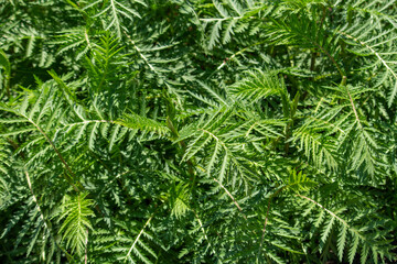 ヨモギギク（蓬菊）（別名：タンジー）（学名：Tanacetum vulgare）、薬草、春に東京で撮影