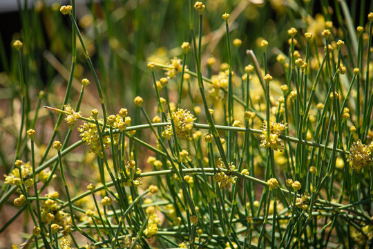 シナマオウ（麻黄）の花が咲いているところ　生薬名：マオウ　学名：Ephedra sinica、春、東京