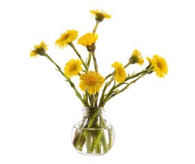 Tussilago farfara (coltsfoot) in a glass vessel on a white background