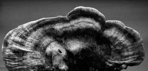 Large tree fungus. Mushroom studio shoot. © Kybele