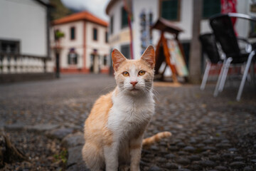 Eine Stra&szlig;enkatze auf Madeira, im Hintergrund ein Dorf 