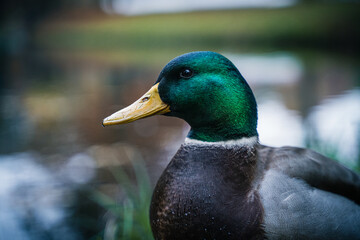 Nahaufnahme einer Ente in einem Park.