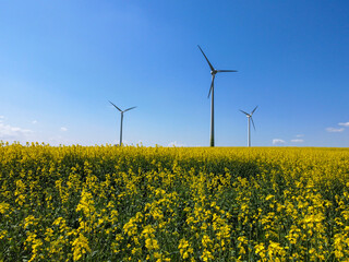 Rapsfeld mit Windrädern im Frühling