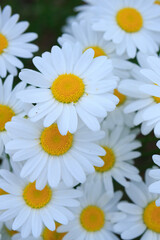 Macro Shot of white daisies in the summer garden.