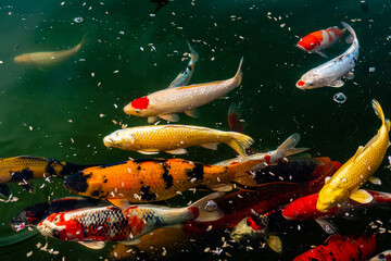colorful Japanese Koi fish floating in the garden pond.