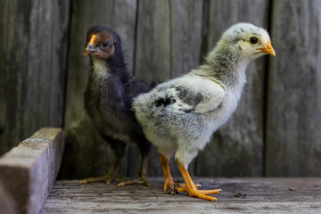 Young baby chicks on a poultry farm