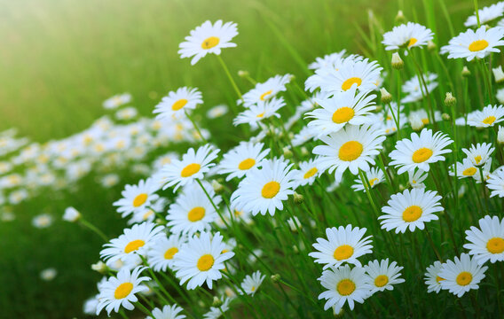 White daisies in the summer meadow. Flowers background.