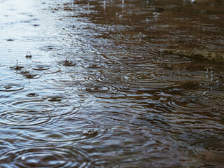 Raindrops in a puddle