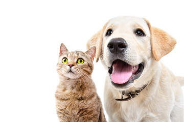 Portrait of cute labrador puppy and cat scottish straight together isolated on white background - obrazy, fototapety, plakaty