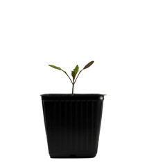 Tomatenpflanze nach dem pikieren