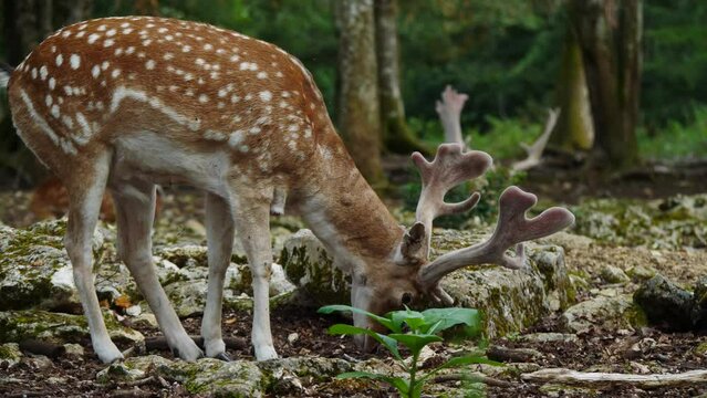 Male fallow deer, buck with antlers in natural environment. Deer Dama dama. Vision Park in Auberive region, France. Slow motion