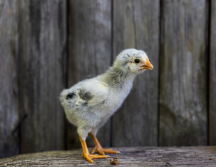 Young baby chicken on a poultry farm