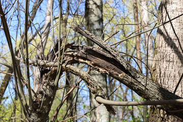 Broken tree trunk after by the wind in the forest. Consequences of a storm or hurricane. Damage after windstorm in the park.