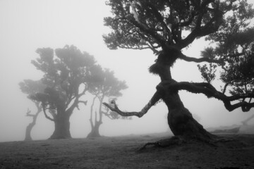 misty morning in the Fanal forest
