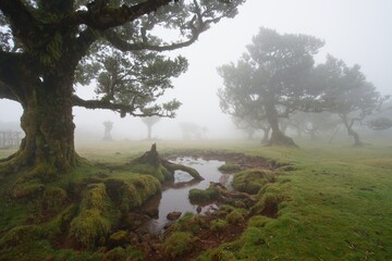 misty morning in the Fanal forest