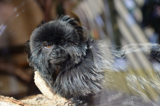 affee meerkatze &auml;ffchen
