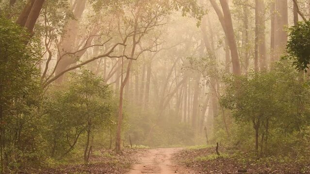 Wide shot of Natural Tyndall effect by sunlight or light rays scattering through sal trees in cold winter mornings at dhikala jim corbett national park forest uttarakhand india asia