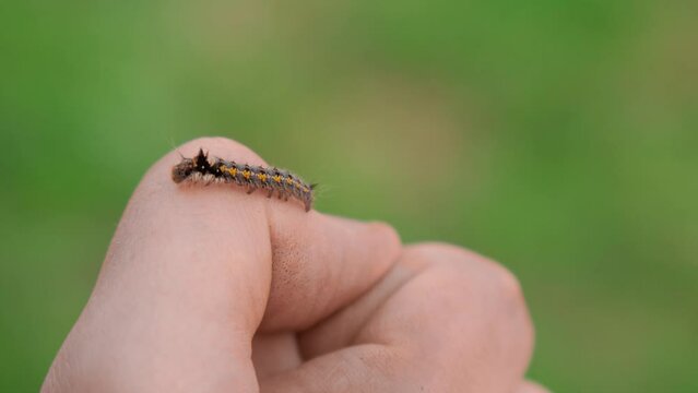 A green caterpillar crawls on a person's clothes and arm. Treatment of fear of insects. Ultra HD