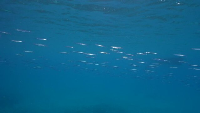 4K 120 fps Super Slow Motion: Seascape with School of Fish, Ballyhoo, Halfbeak, coral, and sponge in the coral reef of the Caribbean Sea, Curacao