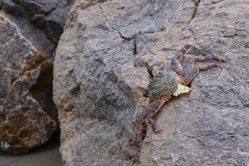 Photos of stones and beach rocks, where you can see their textures, lines, shapes, colors, humidity, crabs, the photos were taken on a cloudy day with a cold tone and white balance.