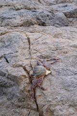 Photos of stones and beach rocks, where you can see their textures, lines, shapes, colors, humidity, crabs, the photos were taken on a cloudy day with a cold tone and white balance.