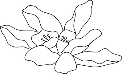 Tangerine flower illustration