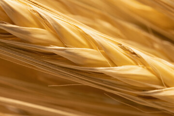 Macro image of golden wheat background. Agriculture, farming, agronomy, industry and nature concept. Horizontal image. Copy space
