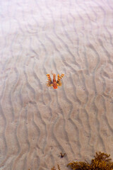 A lionfish in the Red Sea
