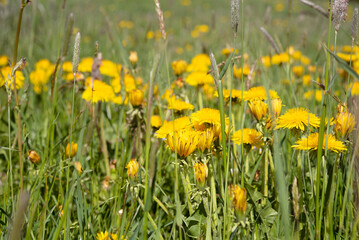 Meadow of dandelion in spring - beauty of nature