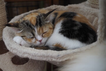 気持ちよく眠る子猫