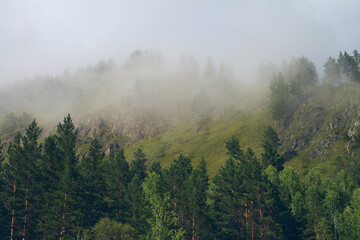 Trees in the fog. The smoke in the forest in the morning. A misty morning among the trees.