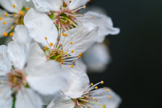 Close-up apricot flower blossom at spring time in Ukraine
