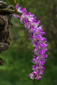 Closeup view of bright cluster of white and purple pink flowers of aerides multiflora aka multi-flowered aerides tropical epiphytic orchid species blooming outdoors on natural background