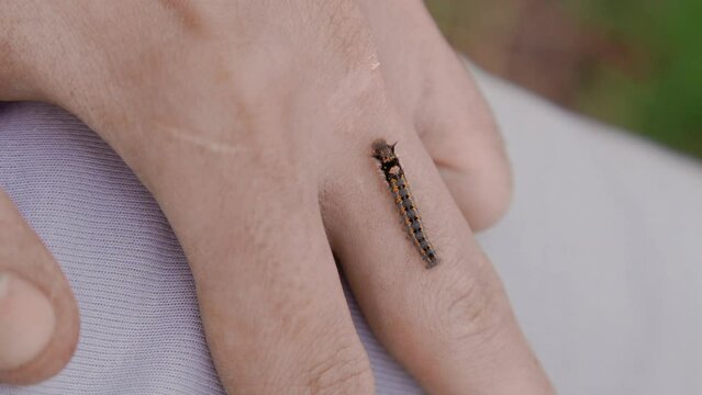 A green caterpillar crawls on a person's clothes and arm. Treatment of fear of insects. Ultra HD