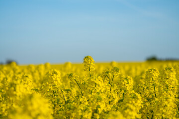 field of yellow rapeseed