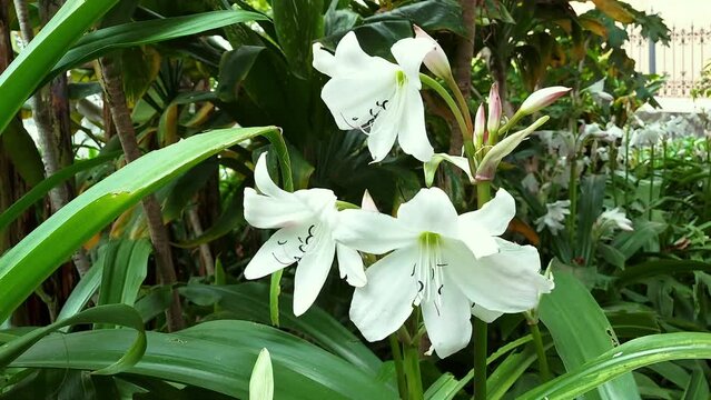 Crinum moorei flowers blooming close view, moved by the wind,  with dark garden background