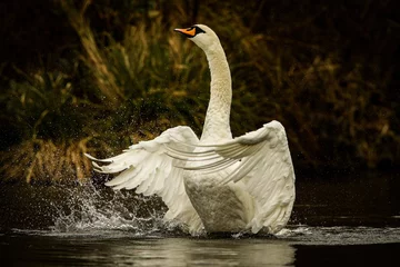  Scenic view of a beautiful white swan waving her wings © Ian Hampton/Wirestock Creators