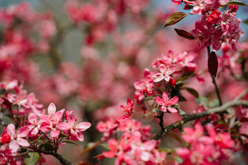 Beautiful Malus Praire Fire Crabapple bright pink blossom blooming in April Spring