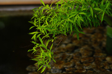 緑が鮮やかな葉が神社の手水舎に生けられている