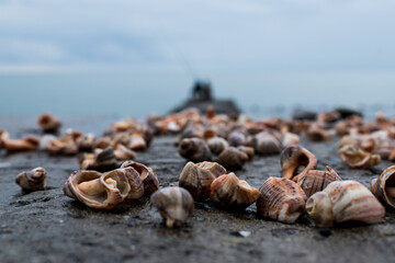 seashells on the beach