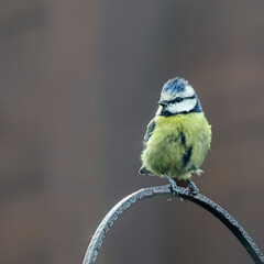 small bird - blue and yellow - blue tit