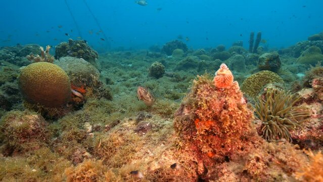 4K 120 fps Super Slow Motion Seascape with Sand Diver, Lizardfish in the coral reef of the Caribbean Sea, Curacao