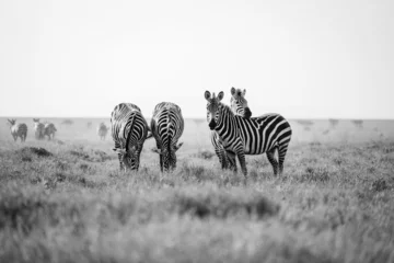 Gardinen Graustufenaufnahme von Zebras im Serengeti-Nationalpark © Jan Kaše/Wirestock Creators