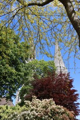 trees and cathedral 