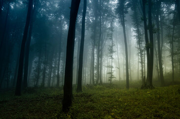 morning fog in forest landscape