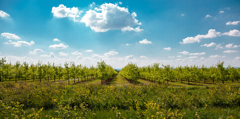 nature scene with cherry tree and aronia plants in foreground. plantation of cherry trees in springtime. fruit orchard in the spring. field fruits rows growing on a sunny day in may after the blossom 