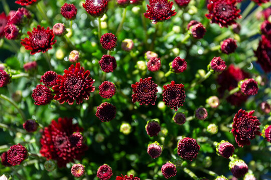 Top view of red Pincushion flower buds in the garden