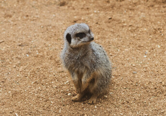 meerkat on guard