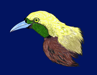 Drawing bird of paradise head, rare, beautiful, art.illustration, vector